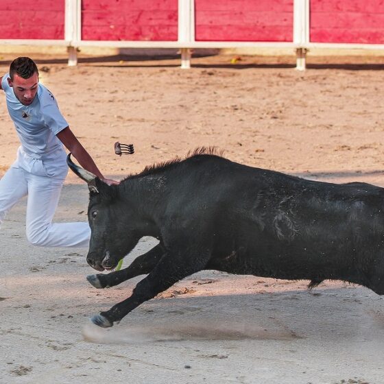 voyage incentive en camargue