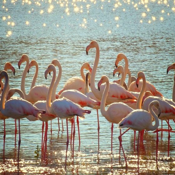 voyage incentive en camargue