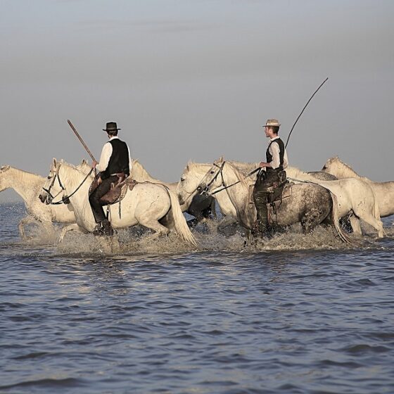 voyage incentive en camargue