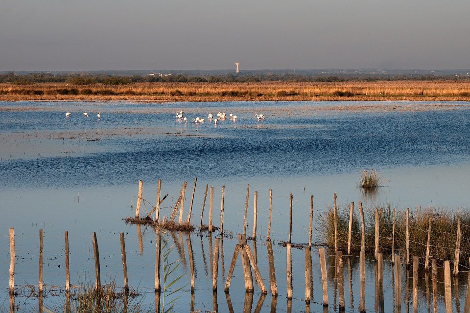 voyage incentive en camargue