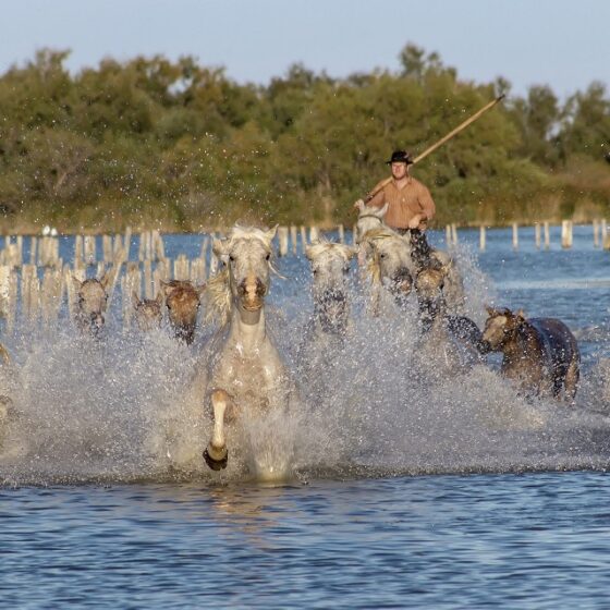 voyage incentive en camargue